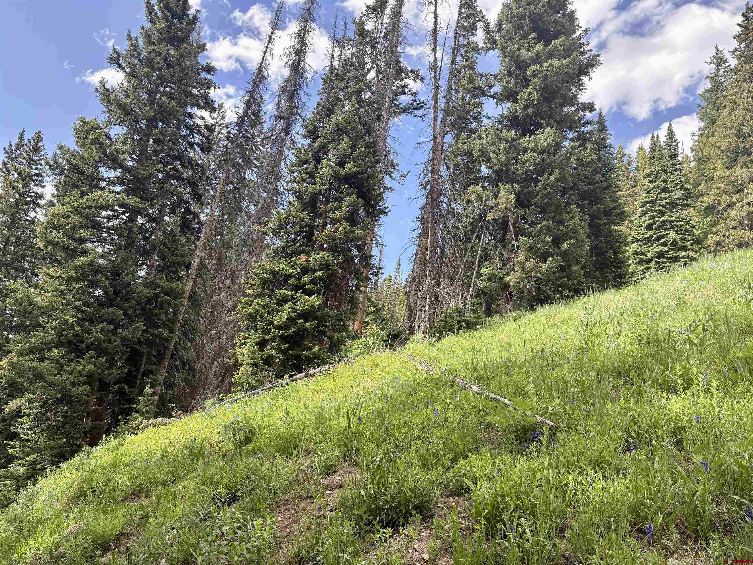 Tbd Tbd Copley Lake Road Crested Butte, CO 81224 - Photo 6 of 28 a view of a yard with large trees