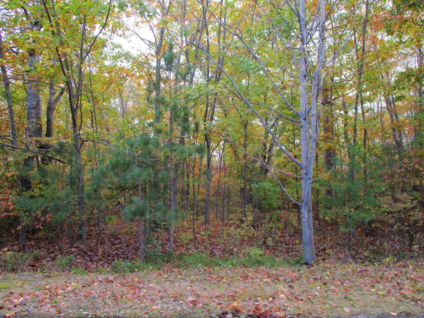 Highland Pines Road Presque Isle, MI 49777 - Photo 7 of 42 Gallery Image 7