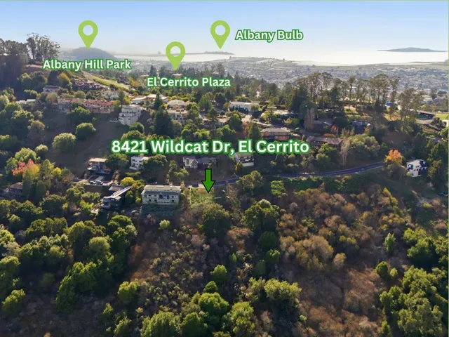 a view of a tree with a lot of flowers