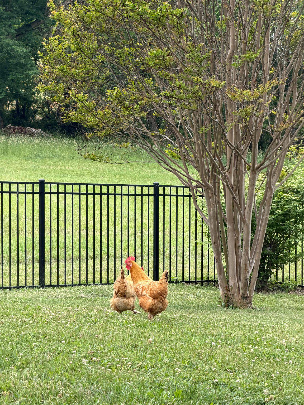 5947 Appletown Road Boonsboro, MD 21713 - Photo 6 of 9 Chickens roam the property