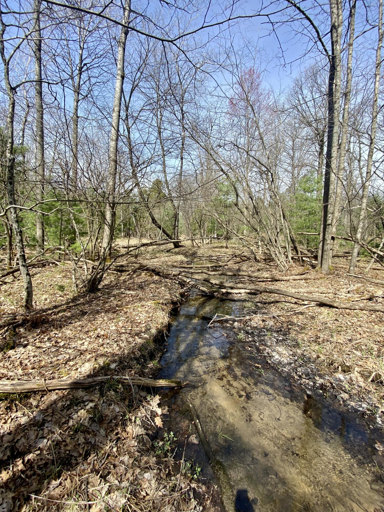 9.75 Acres Snyder Road Wellston, MI 49689 - Photo 15 of 17 IMG_1723