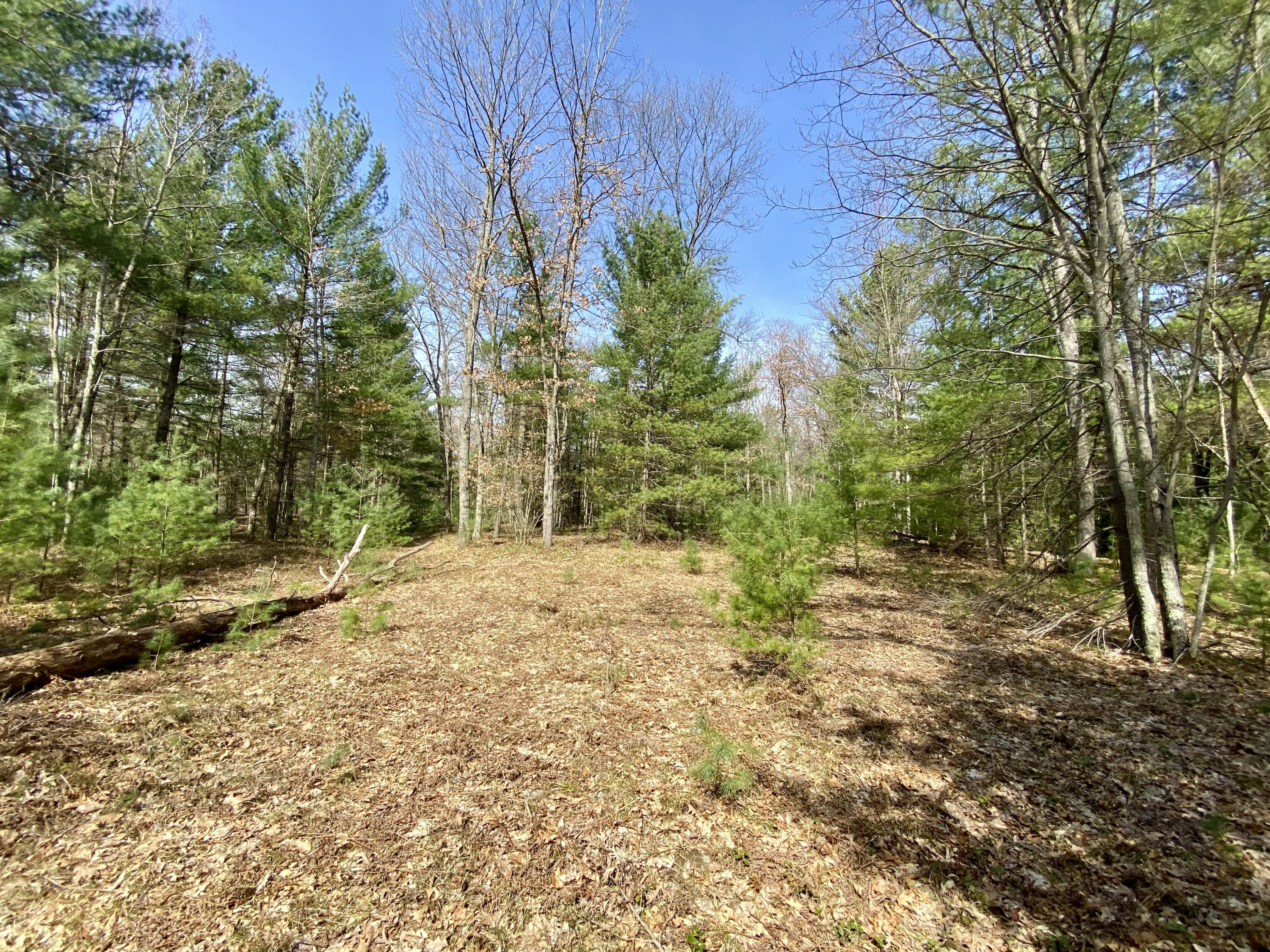 9.75 Acres Snyder Road Wellston, MI 49689 - Photo 5 of 17 IMG_1711