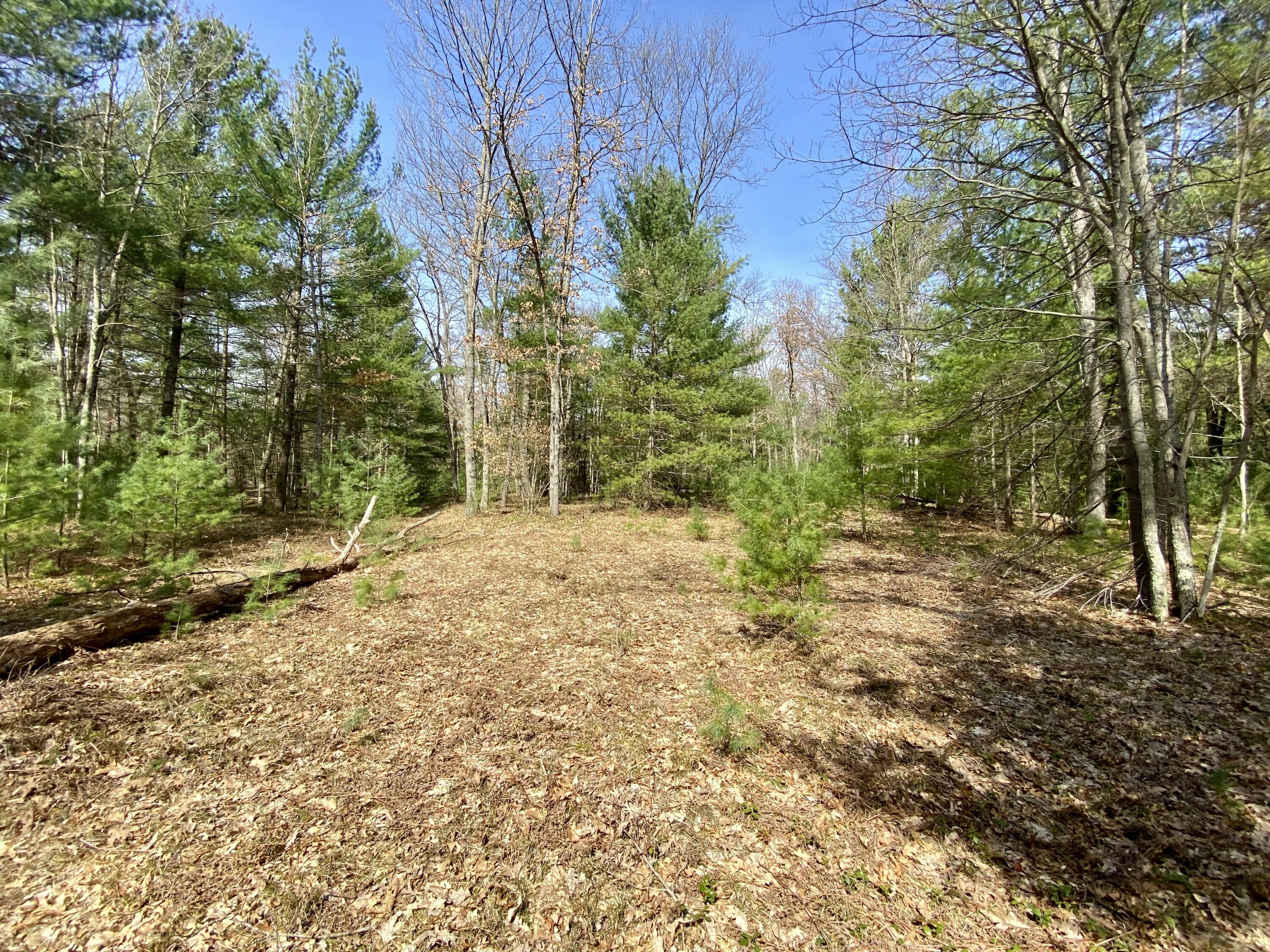 9.75 Acres Snyder Road Wellston, MI 49689 - Photo 6 of 17 IMG_1712