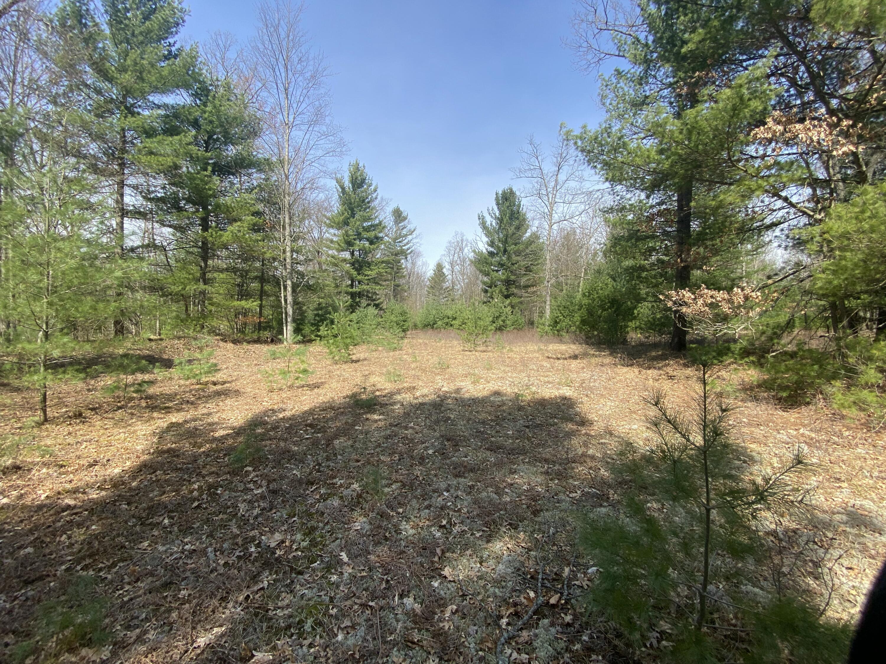 9.75 Acres Snyder Road Wellston, MI 49689 - Photo 10 of 17 IMG_1717