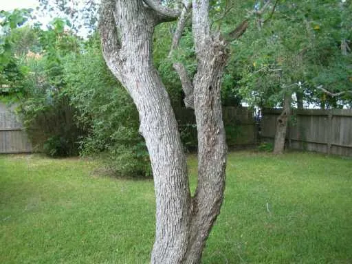 a view of a yard with a tree