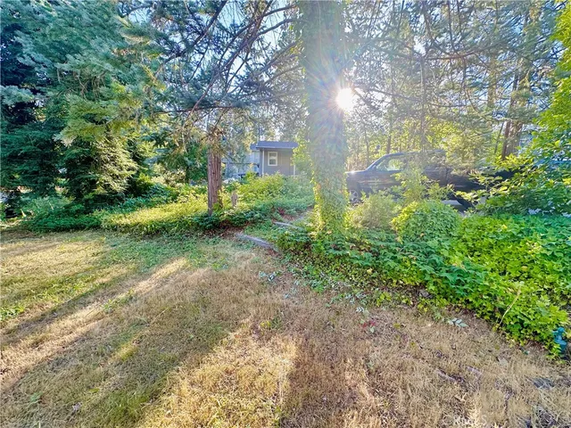 a view of a yard with plants and large trees