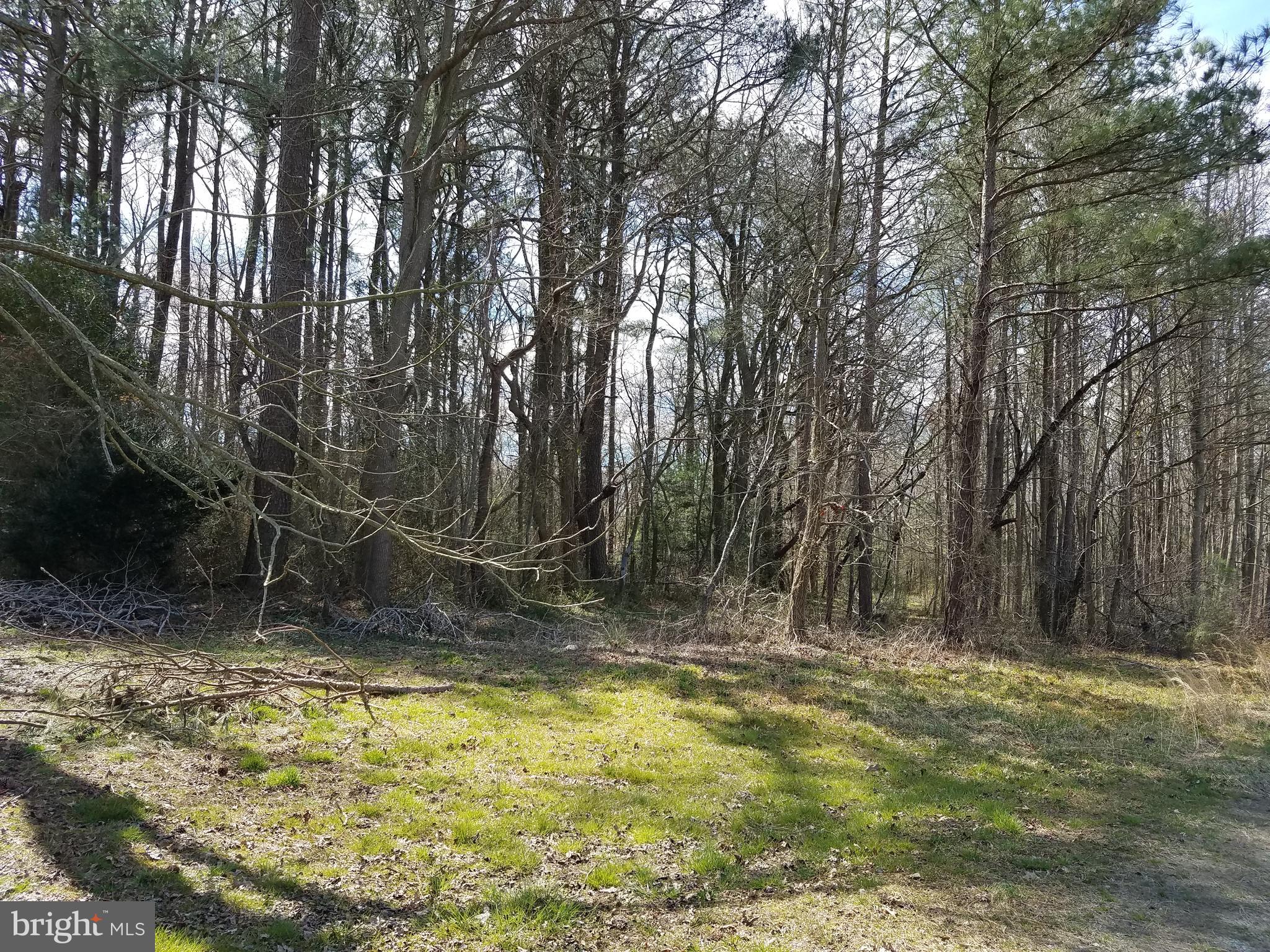 1 Rhodesdale Vienna Road Rhodesdale, MD 21659 - Photo 1 of 3 1.5 acress wooded
