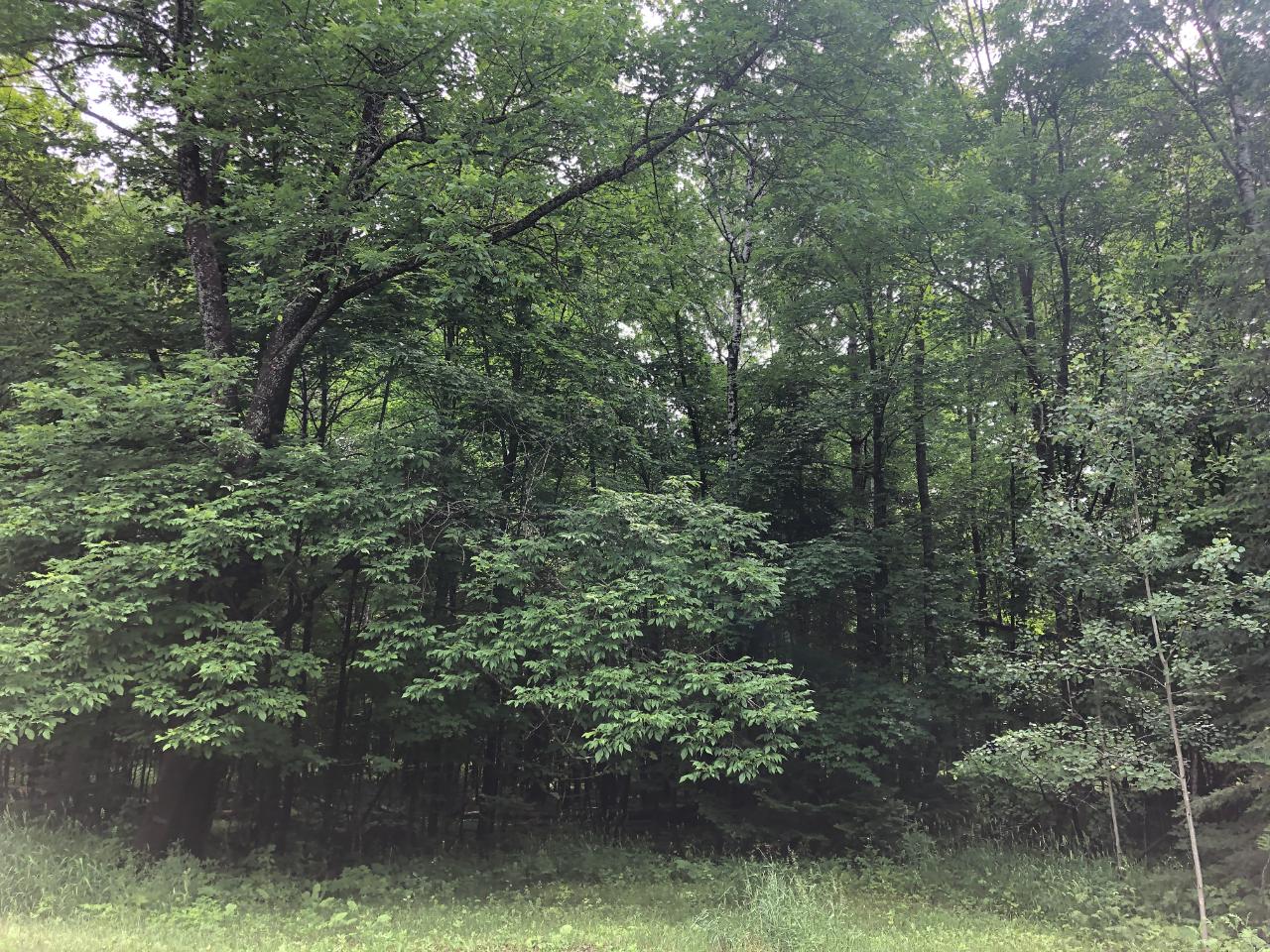 Lot #4 Columbus Lake Road, Unit ON Eagle River, WI 54521 - Photo 12 of 19 Gallery Image 12