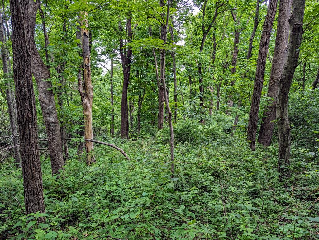 0 Trot Valley Road Stuart, VA 24171 - Photo 11 of 20 Gallery Image 11
