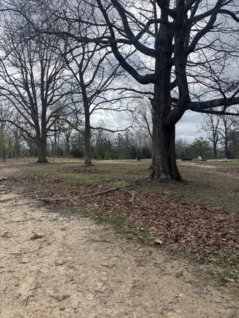 a view of a yard with a tree