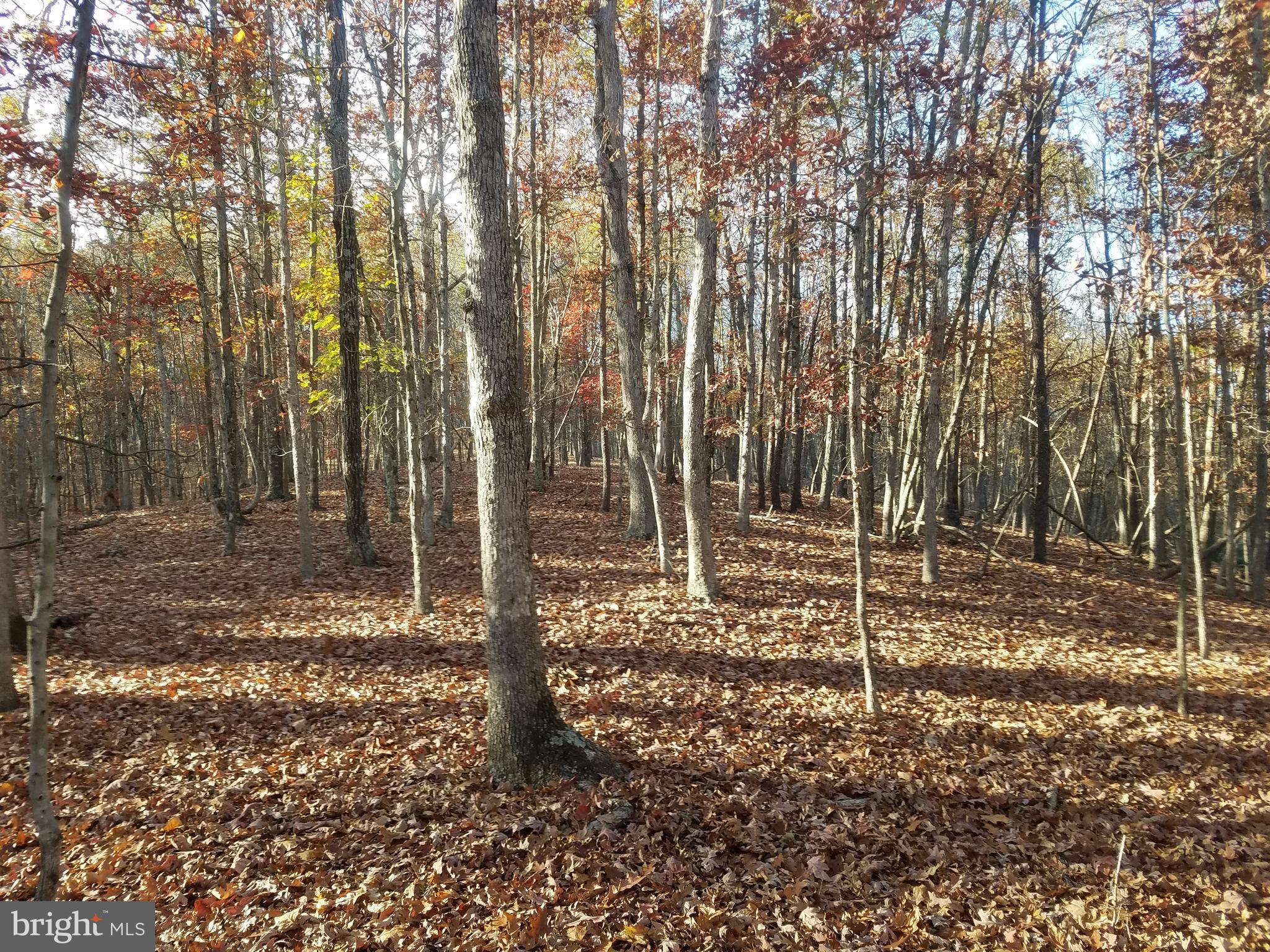 Turkey Hollow Road Romney, WV 26757 - Photo 5 of 21