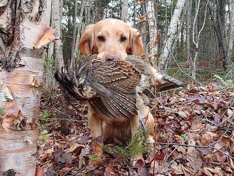 102 Milford Road Princeton, ME 04668 - Photo 16 of 17 Grouse1