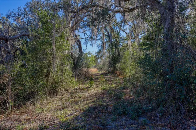 a view of a yard with a tree