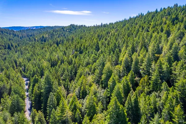 a view of a lush green forest with trees in the background