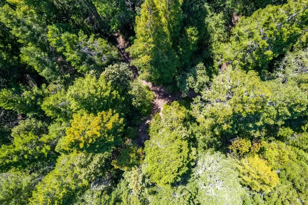 a view of a lush green forest