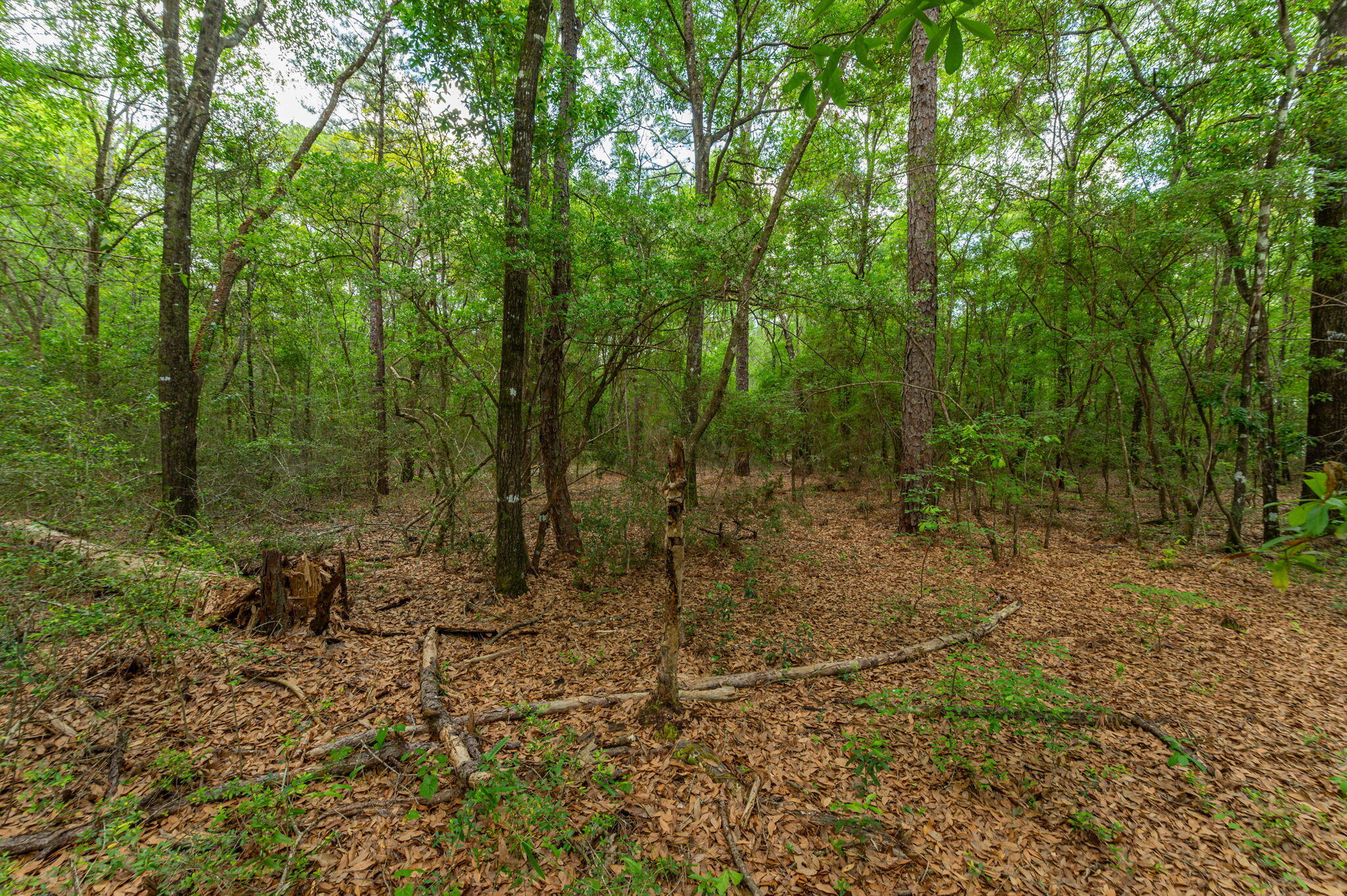 5.31-ac Xx John Nix Road Crestview, FL 32539 - Photo 6 of 17 1000033772