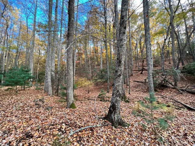 a view of a lake from a yard