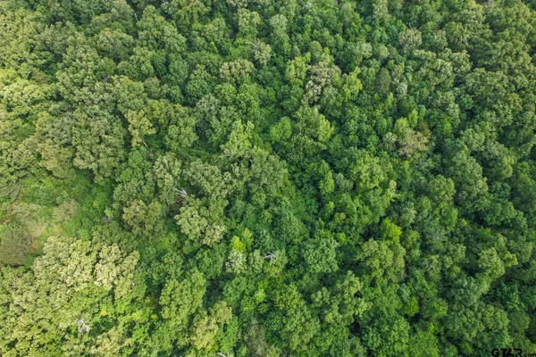a view of a lush green forest