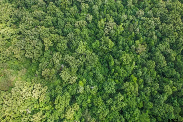 a view of a lush green forest