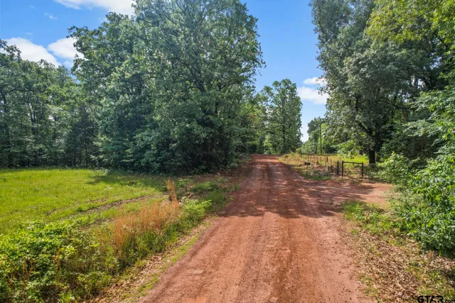 a view of a yard with plants and large trees