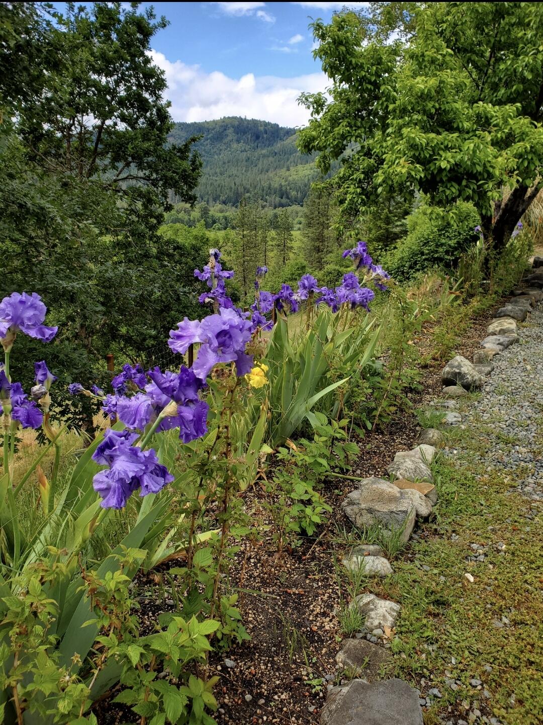 3651 Helms Road Grants Pass, OR 97527 - Photo 46 of 51 Flowers2