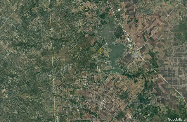 a view of a forest with plants and trees