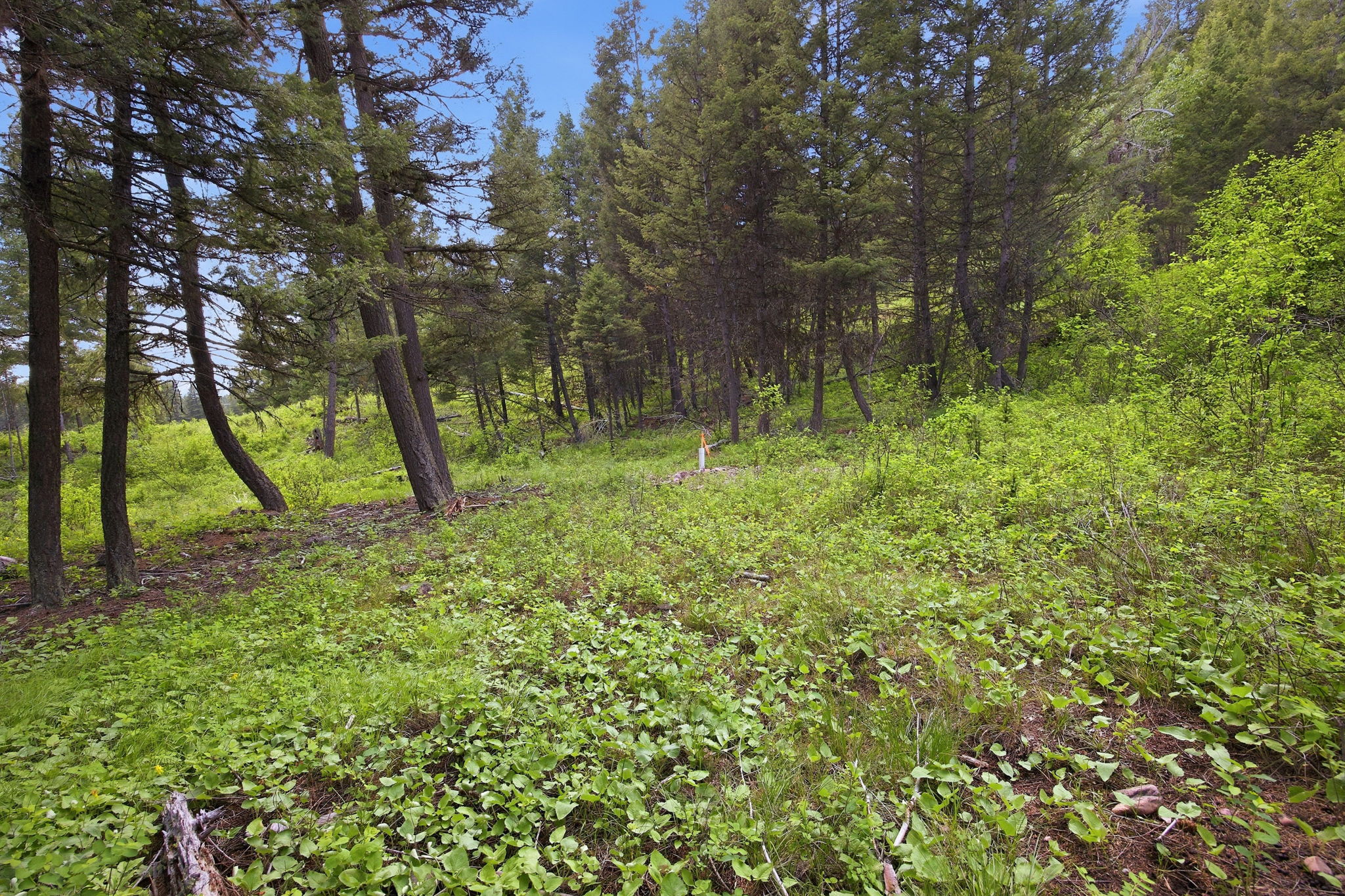 2 Big Waters Ranch Seeley Lake, MT 59868 - Photo 13 of 33 Gallery Image 13