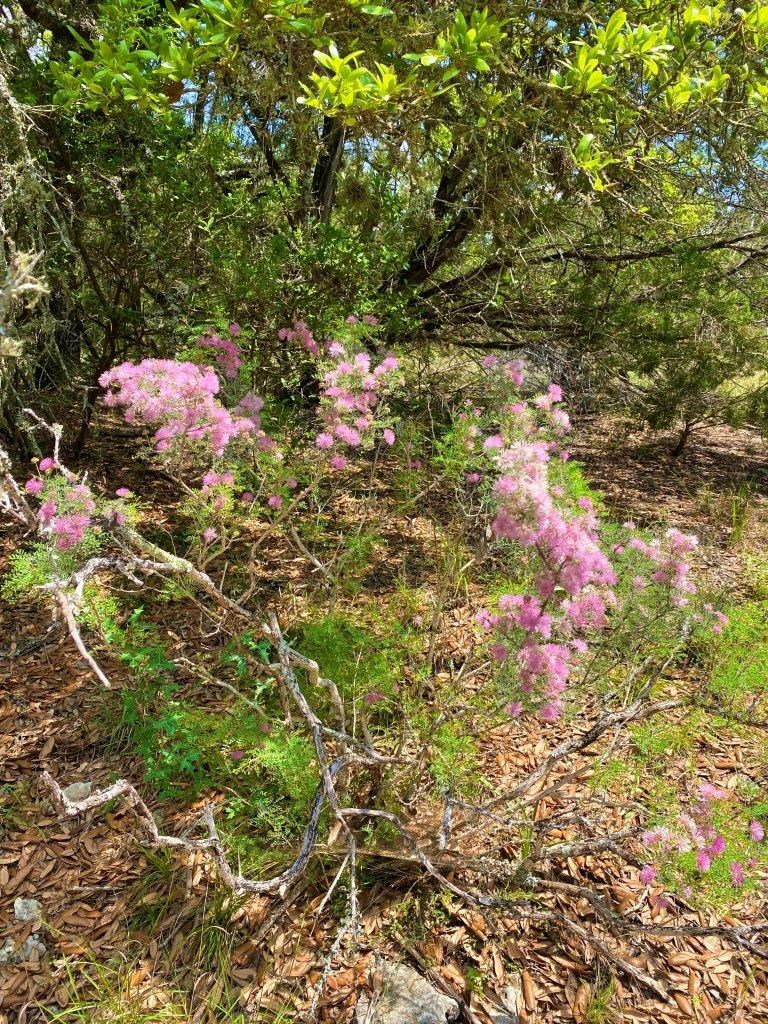 502-532 Oak Country Way Helotes, TX 78023 - Photo 4 of 11