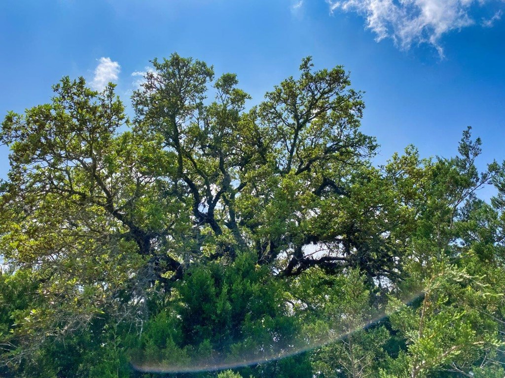 502-532 Oak Country Way Helotes, TX 78023 - Photo 8 of 11 a backyard of a house with lots of green space