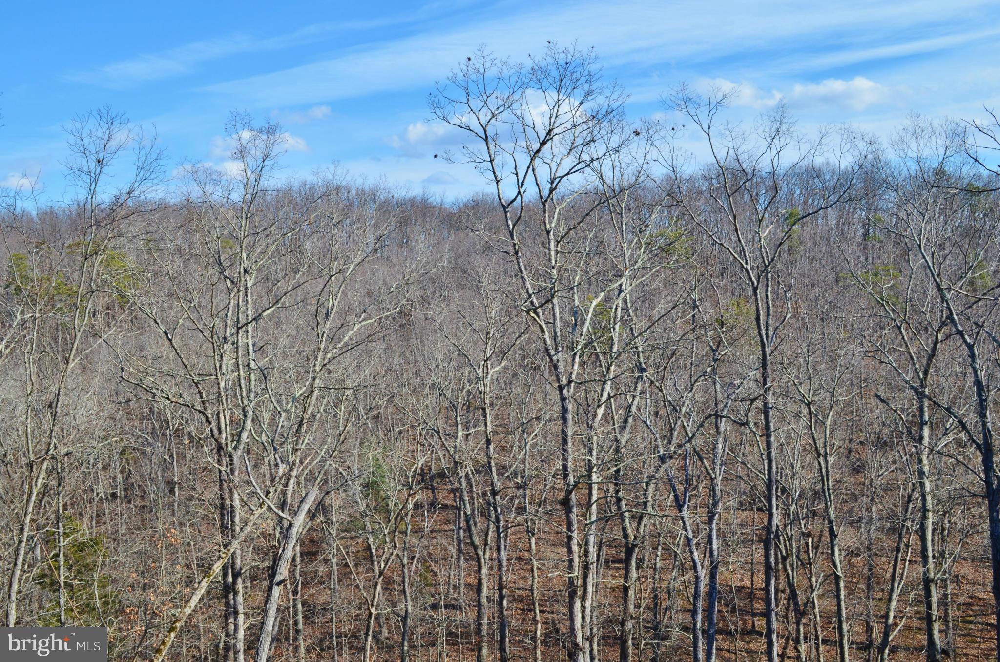 Comforter Lane Middletown, VA 22645 - Photo 2 of 3 a view of a forest of a house