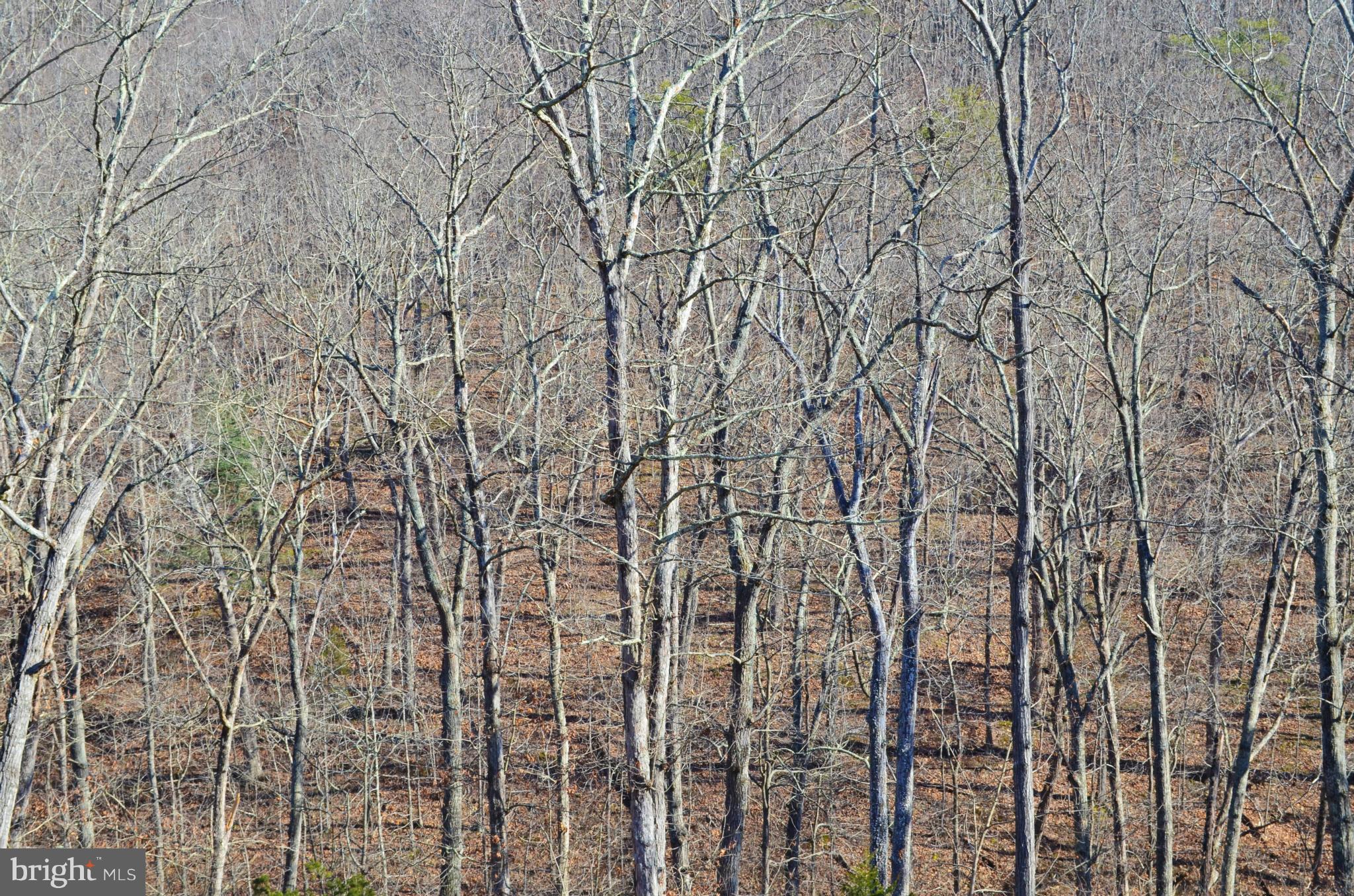 Comforter Lane Middletown, VA 22645 - Photo 3 of 3