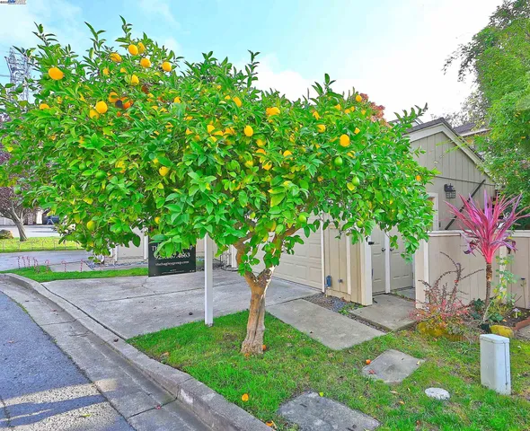 a front view of a house with a garden and plants
