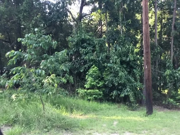 a view of a lush green forest