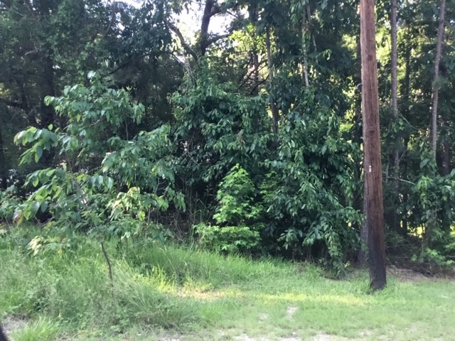 a view of a lush green forest