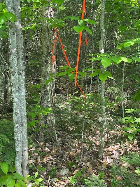 Lot 1 Scammon Road Greenville, ME 04441 - Photo 12 of 13 IMG_5293
