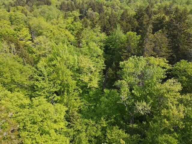 Lot 1 Scammon Road Greenville, ME 04441 - Photo 9 of 13 dji_fly_20250605_100640_486_174913243998