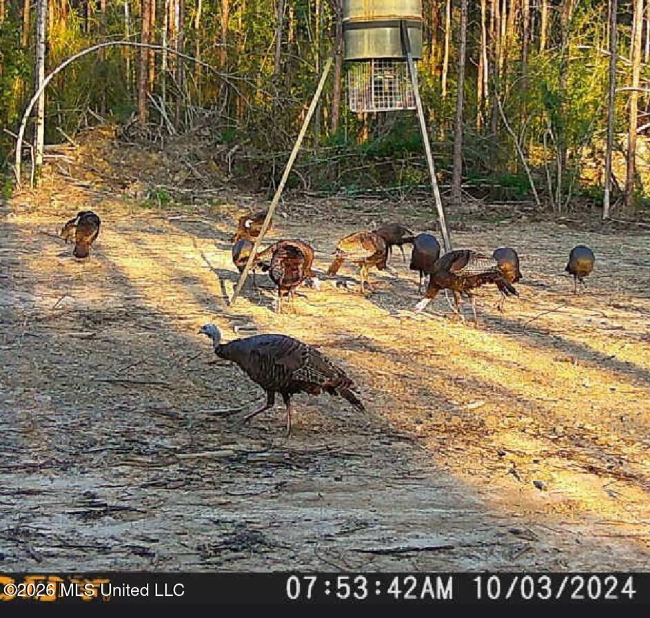 121 Molly Road Foxworth, MS 39483 - Photo 33 of 53 189199_3