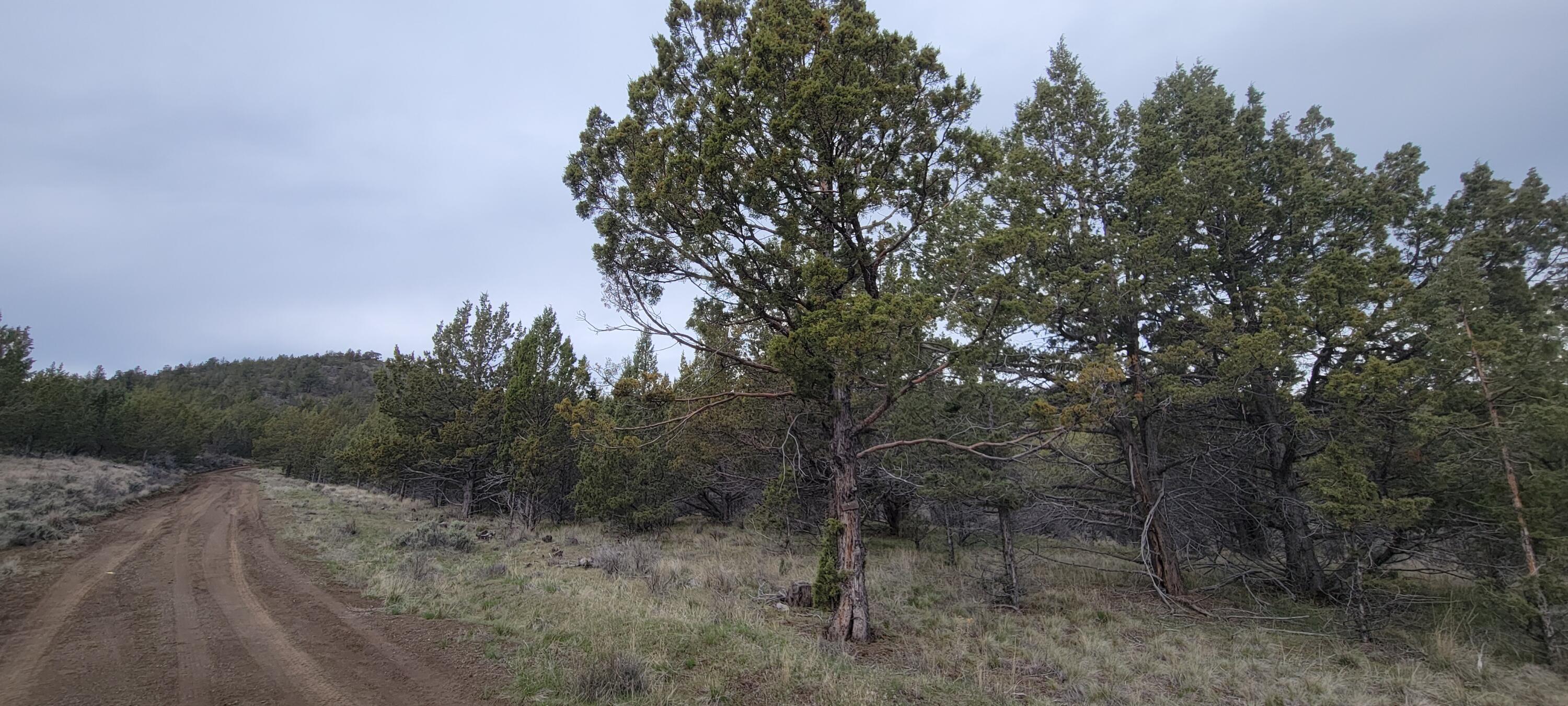 1500 Southeast Osprey Road, Unit 62 Prineville, OR 97754 - Photo 19 of 26 Road 06