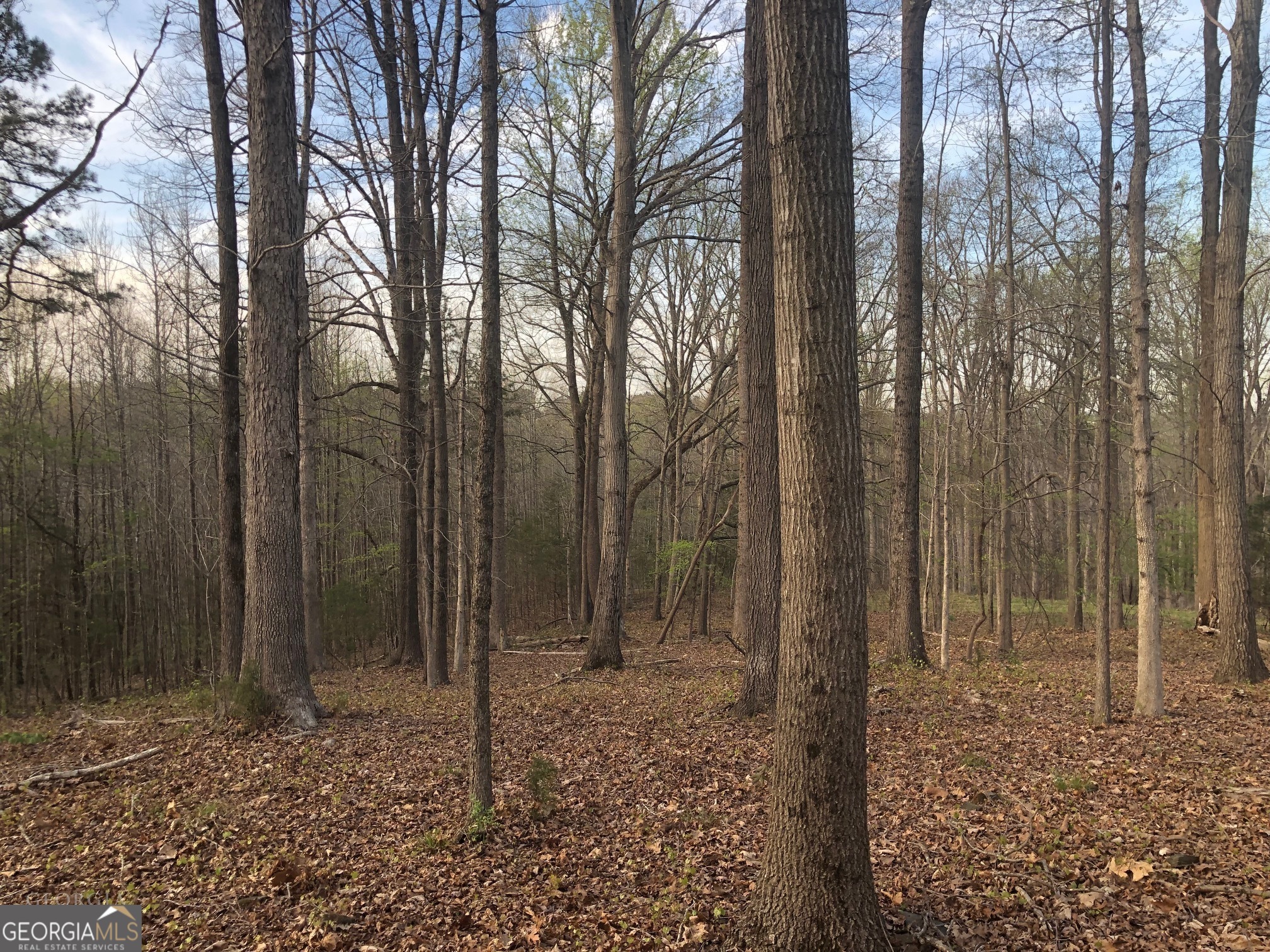 840 Haggard Road Commerce, GA 30529 - Photo 14 of 23 a view of a forest