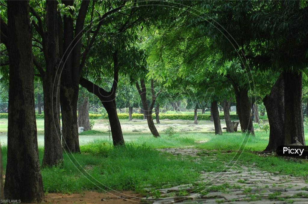 a view of an trees with a yard