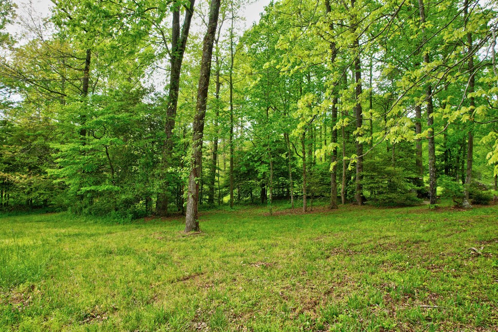 89 Kennemur Road Ellijay, GA 30536 - Photo 8 of 23 a view of a green field with lots of bushes