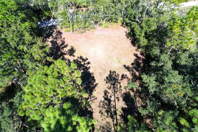 a view of a tree in a garden