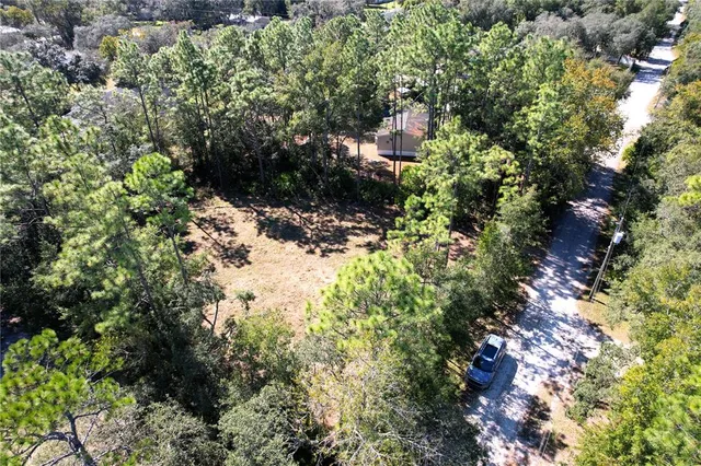 a view of a forest with a tree