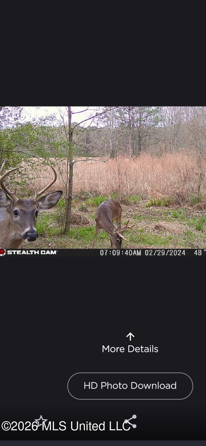72 Summers Magee Road Kokomo, MS 39643 - Photo 25 of 46 IMG_4925