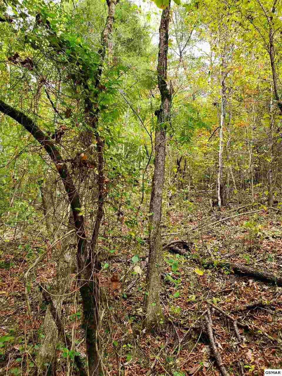 0 Shell Mountain Road Sevierville, TN 37876 - Photo 26 of 35