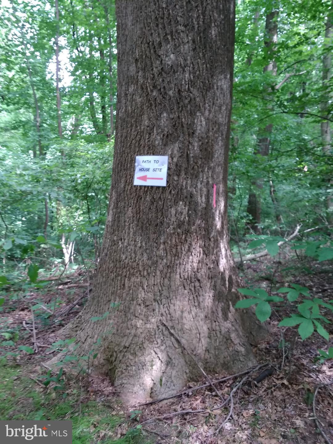 1795 Wilson Road Huntingtown, MD 20639 - Photo 7 of 10 One of the Many Beautiful Trees