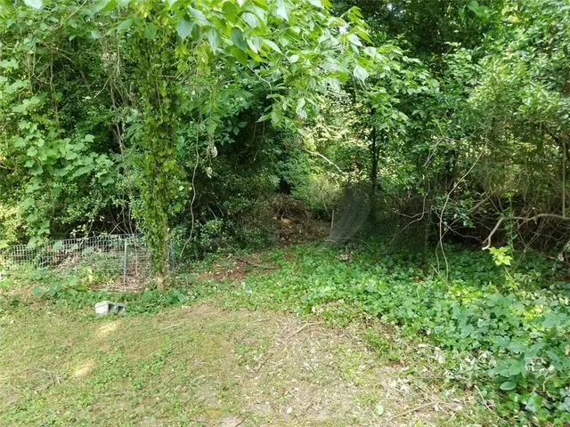 a view of a lush green forest