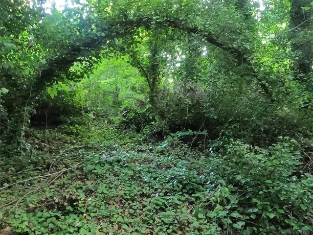a view of a lush green forest