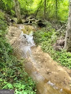 a view of a forest with trees