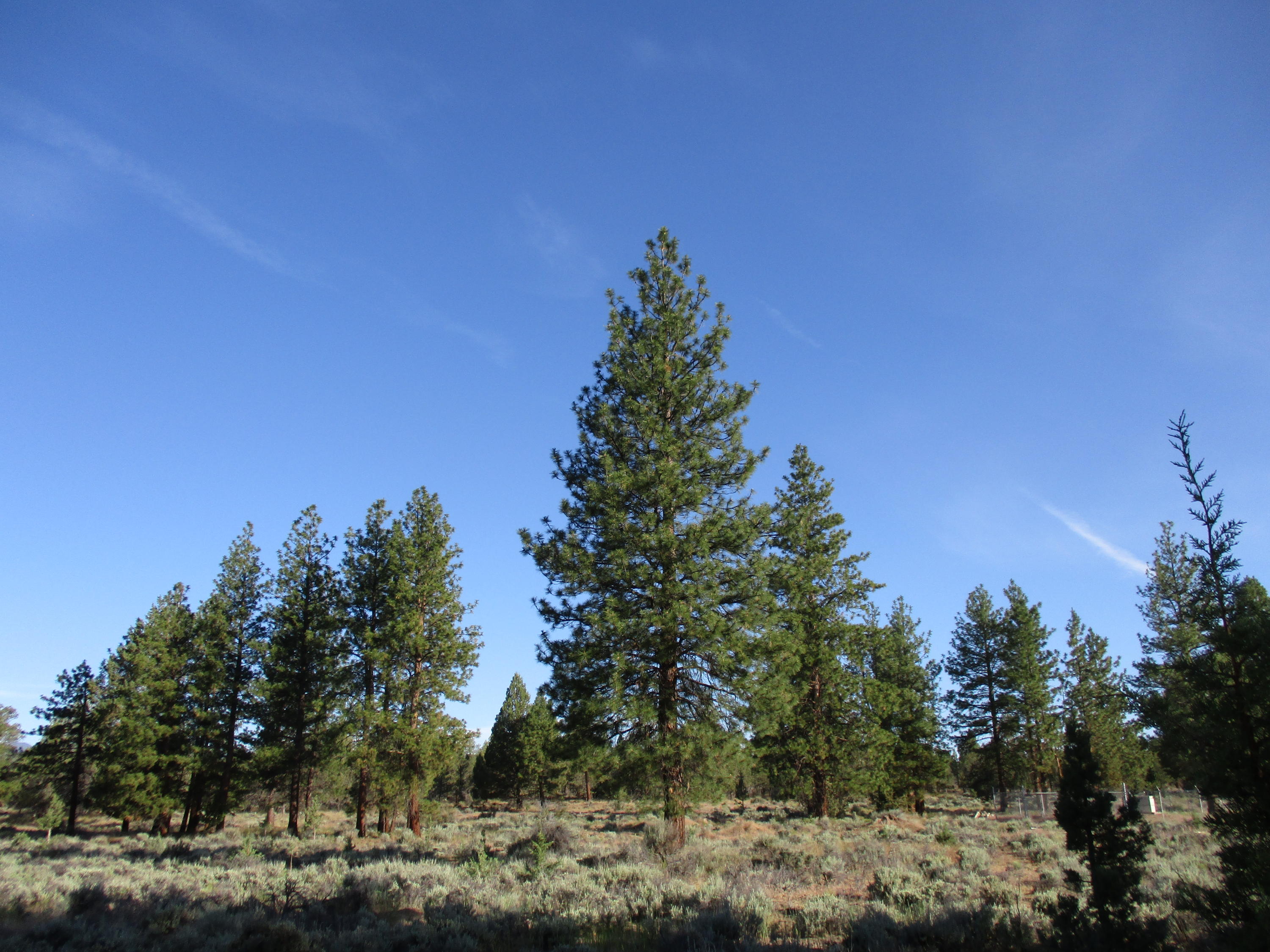 17820 Mountain View Road Sisters, OR 97759 - Photo 12 of 18 12